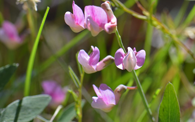 Vicia americana, American Deervetch